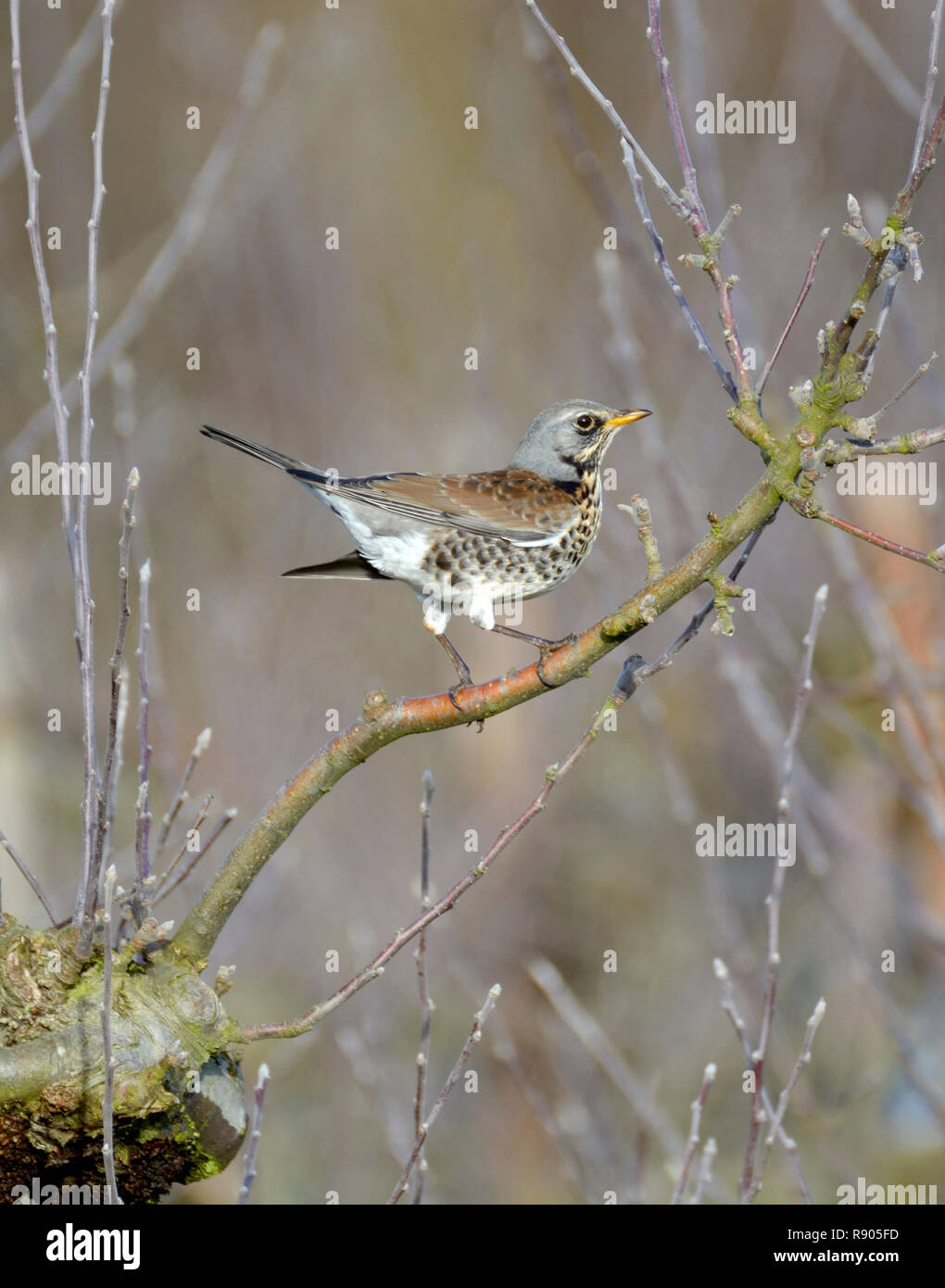 F) Fieldfare (Turdus en hiver. Kent, UK Banque D'Images