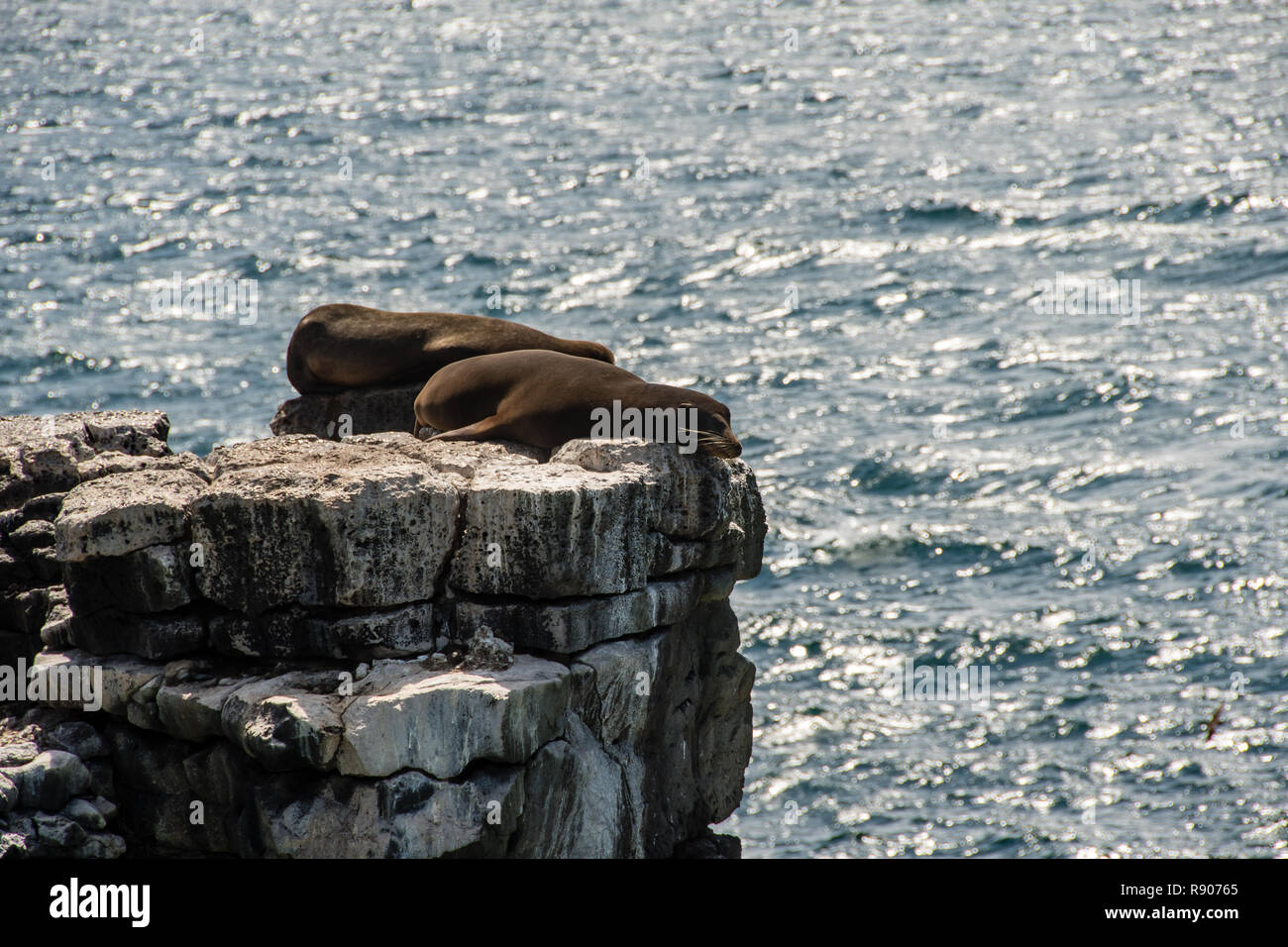 Les lions de mer dormir sur une falaise à l'île South Plaza dans les îles Galapagos Banque D'Images