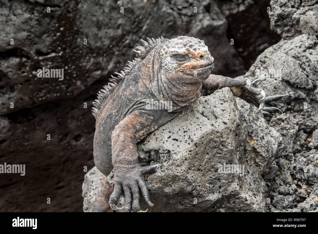 Iguane marin des îles Galapagos se repose sur un rocher Banque D'Images