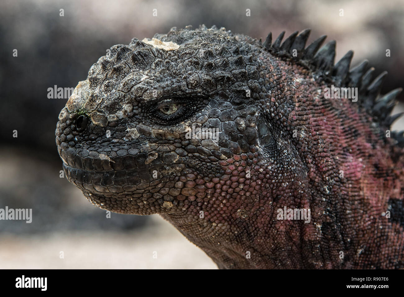 Les iguanes marins vivant sur l'île d'Espanola sont caractérisées par une couleur rouge Banque D'Images