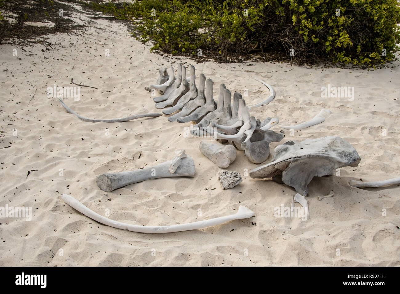 Squelette d'une baleine sur une plage des îles Galápagos Banque D'Images