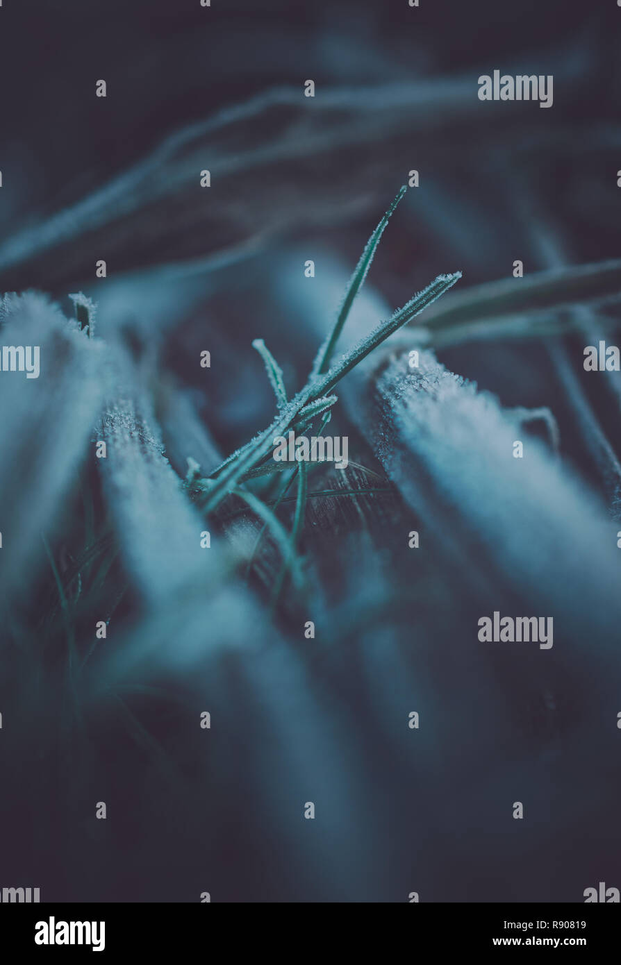 Blurry herbe gelée en hiver Banque D'Images