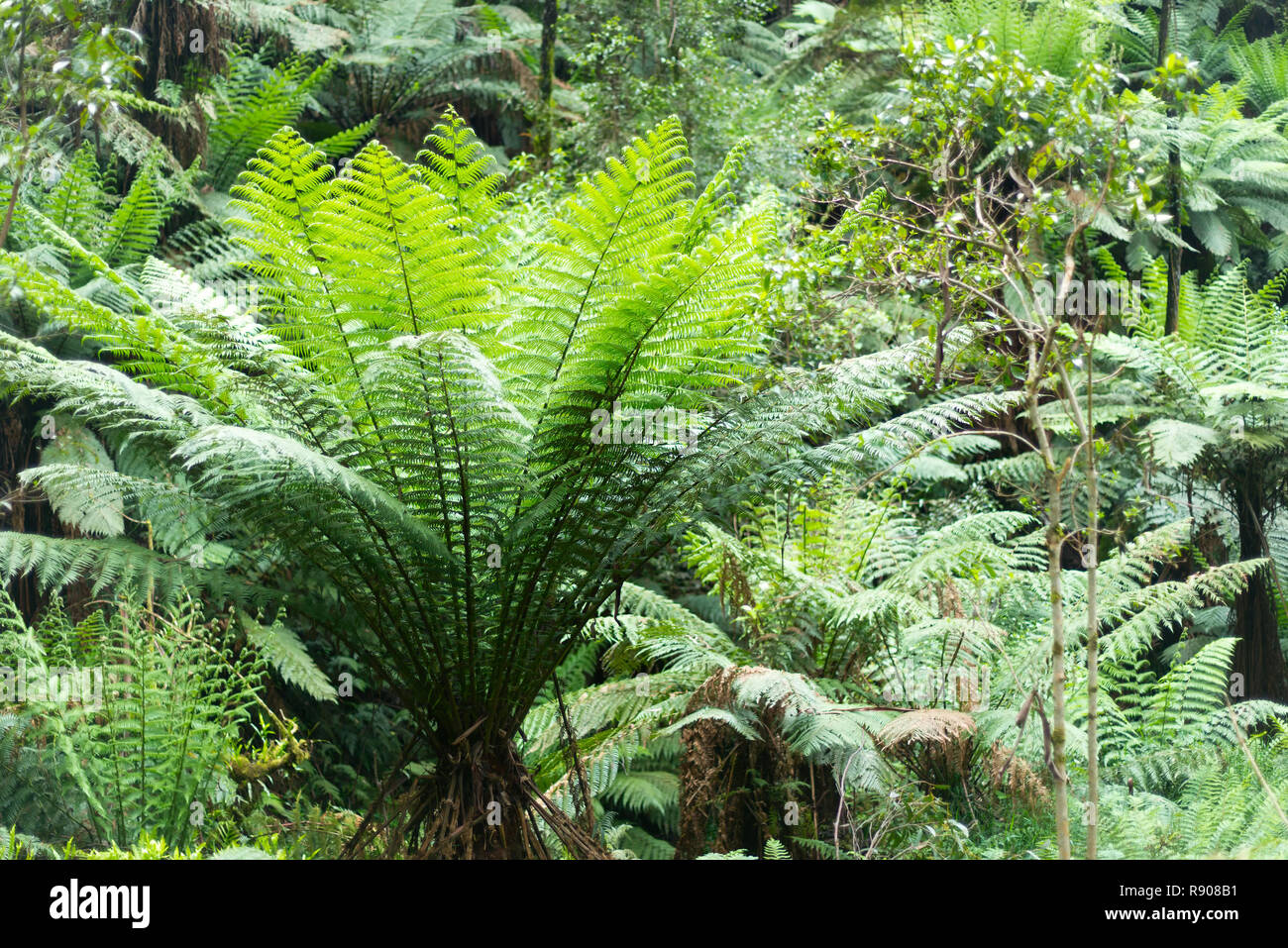 Une photo de fern trees in Australian bush, Victoria, Australie. Banque D'Images