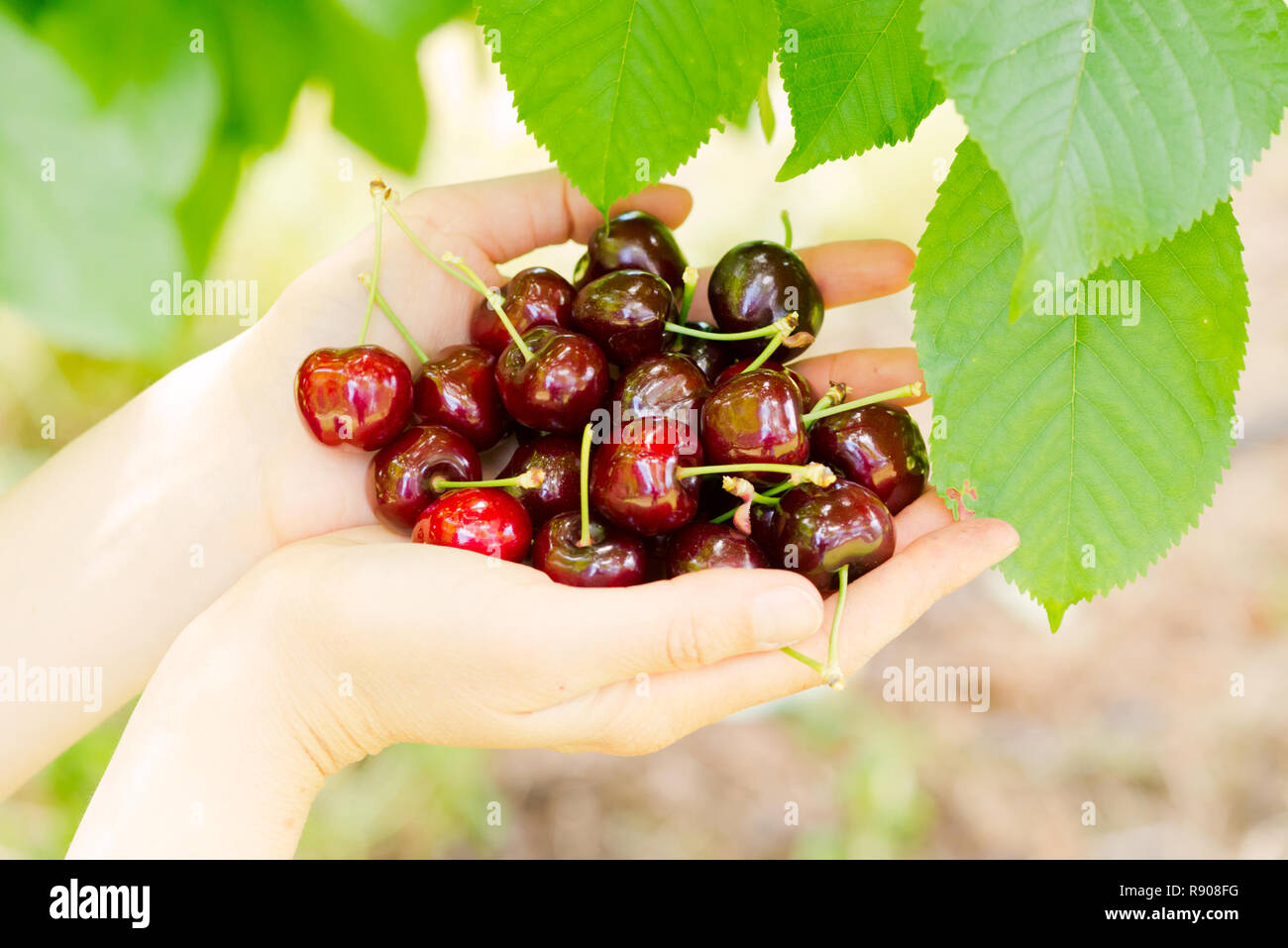 Une photo gros plan de women's hands cerises Préparation de l'arbre. Banque D'Images