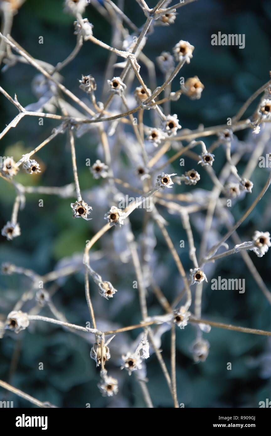Les coupelles de semences sur les tiges d'un groupe de plantes à la fin de l'automne dans un potager à Nimègue. La fin de la saison de croissance Banque D'Images