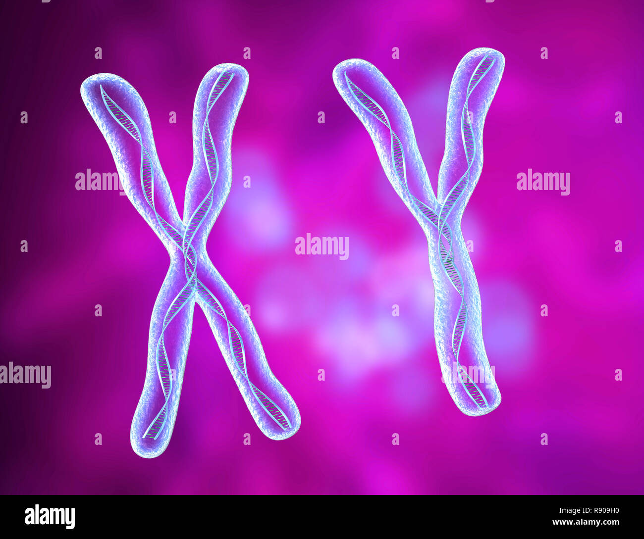 Le chromosome x et y, les brins d'ADN molécule 3D illustration Banque D'Images