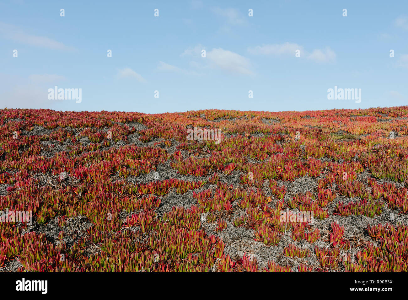 Carpobrotus edulis (Icepalnt) est un arbuste succulent côtières originaire d'Afrique du Sud. Elle a été introduite en Californie, États-Unis au début des années 1900 comme un eros Banque D'Images