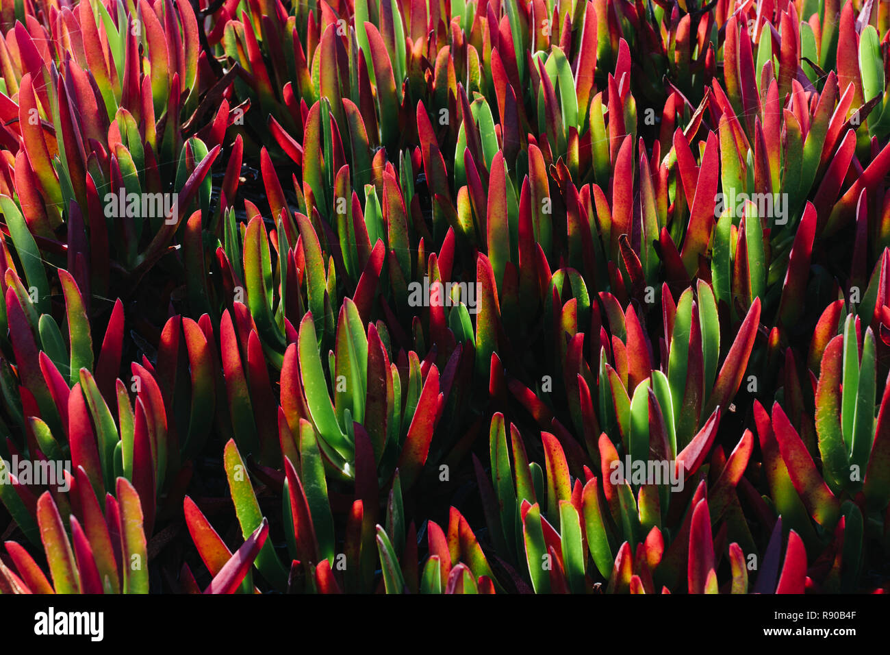 Carpobrotus edulis,Iceplant, une plante introduite comme une stabilisation de l'érosion mesure utilisée dans l'Point Reyes National Seashore, Californie, USA. Fermer Banque D'Images
