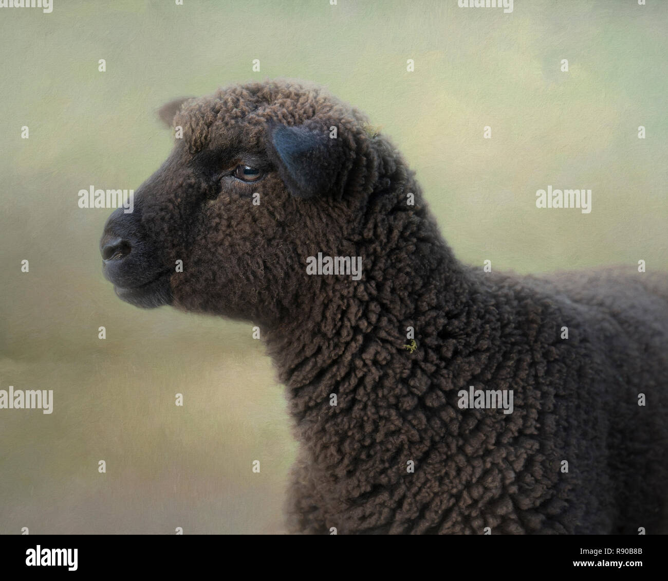 Portrait composite d'un mouton noir en molleton complète à gauche Banque D'Images