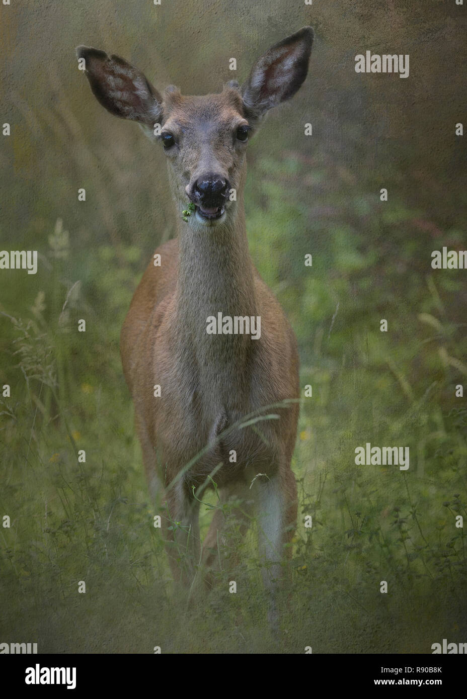 Portrait composite d'un cerf de virginie ans buck dans un champ de la recherche des oreilles dressées. Banque D'Images
