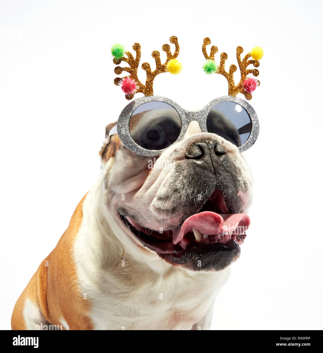 Un Bulldog Anglais montrant quelque joie en portant des lunettes de soleil et de fête antlers Banque D'Images