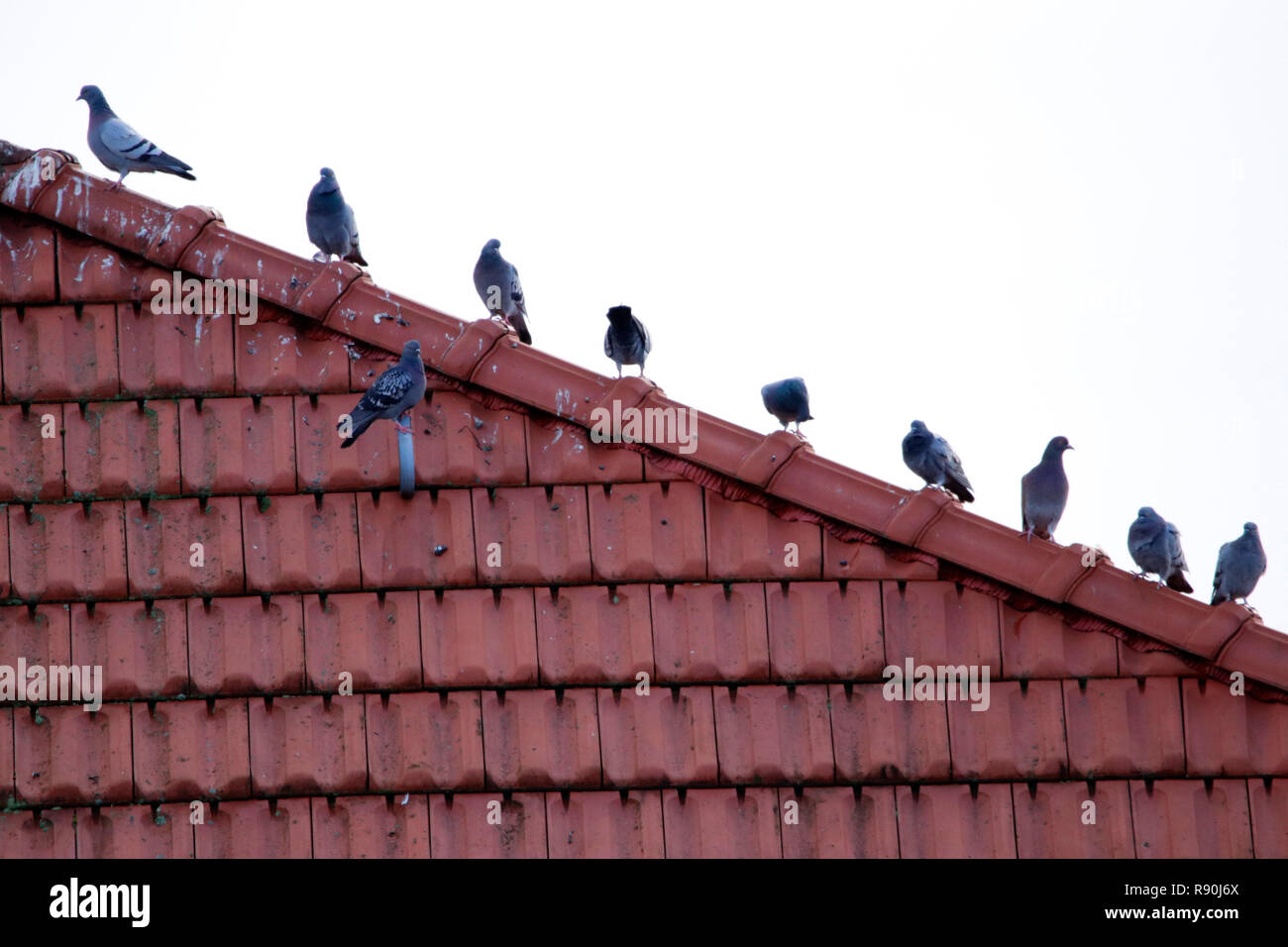 Tauben auf Hausdach, Berlin (nur für redaktionelle Verwendung. Keine Werbung. Http://www.360-berlin.de. Referenzdatenbank : © Jens Knappe. Bildquellen Banque D'Images