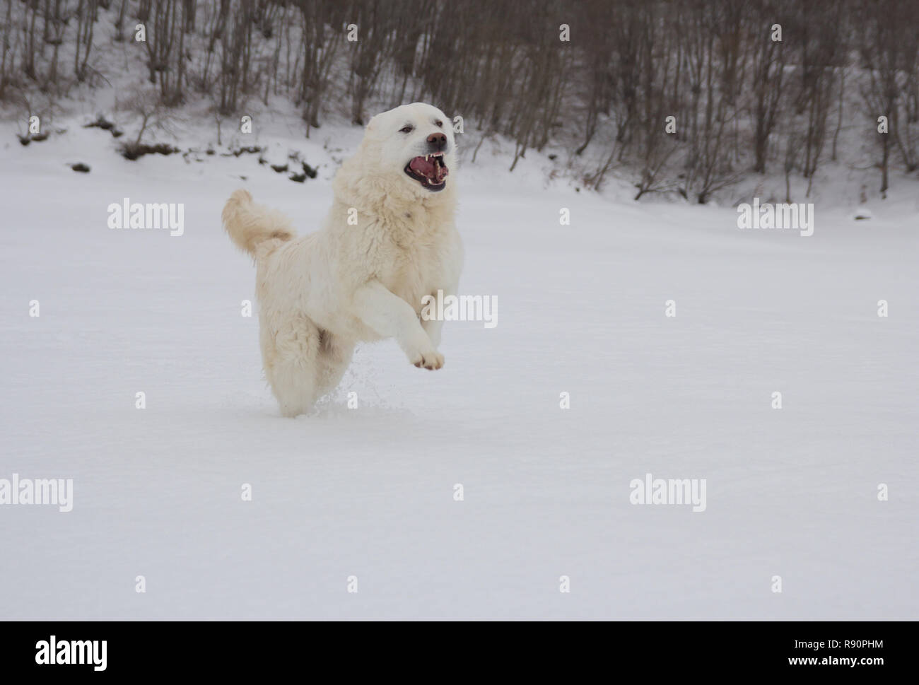 Portrait de Maremme Sheepdog courant dans la neige des Abruzzes Banque D'Images