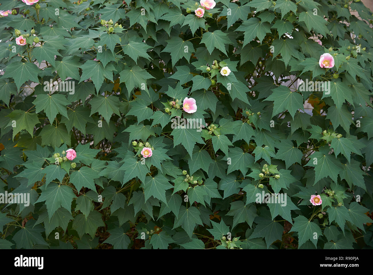 Hibiscus mutabilis fleurs roses et blanches Banque D'Images