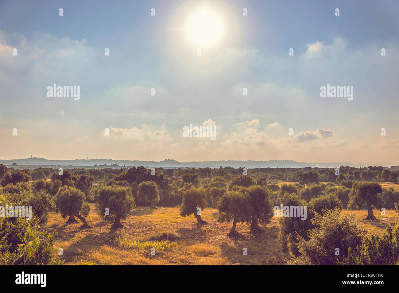 D'oliviers dans la campagne près de la cité médiévale village blanc d'Ostuni Banque D'Images