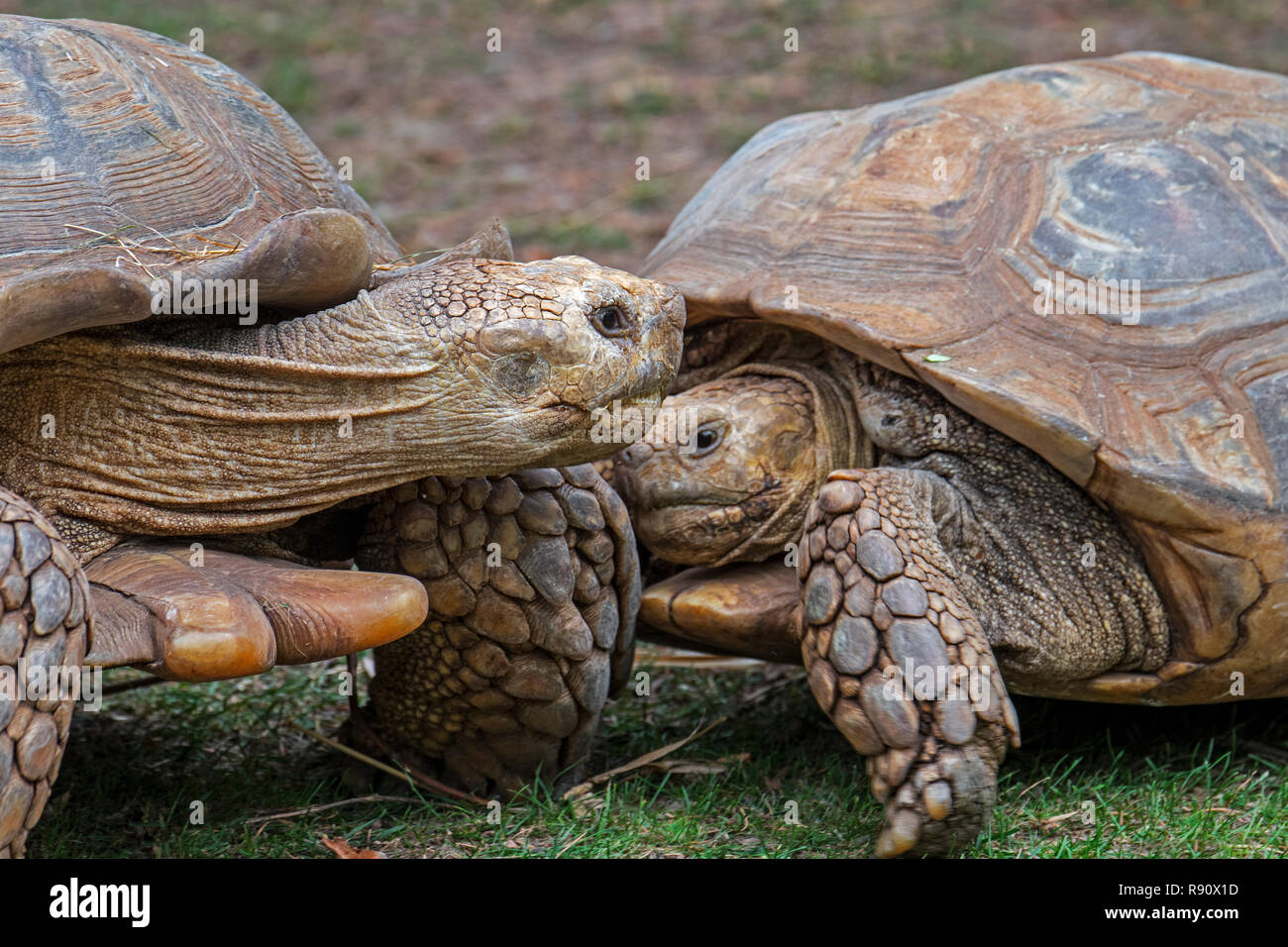 Deux Tortues sillonnées / tortues sulcata (Centrochelys sulcata / Testudo sulcata) originaire d'Afrique Banque D'Images