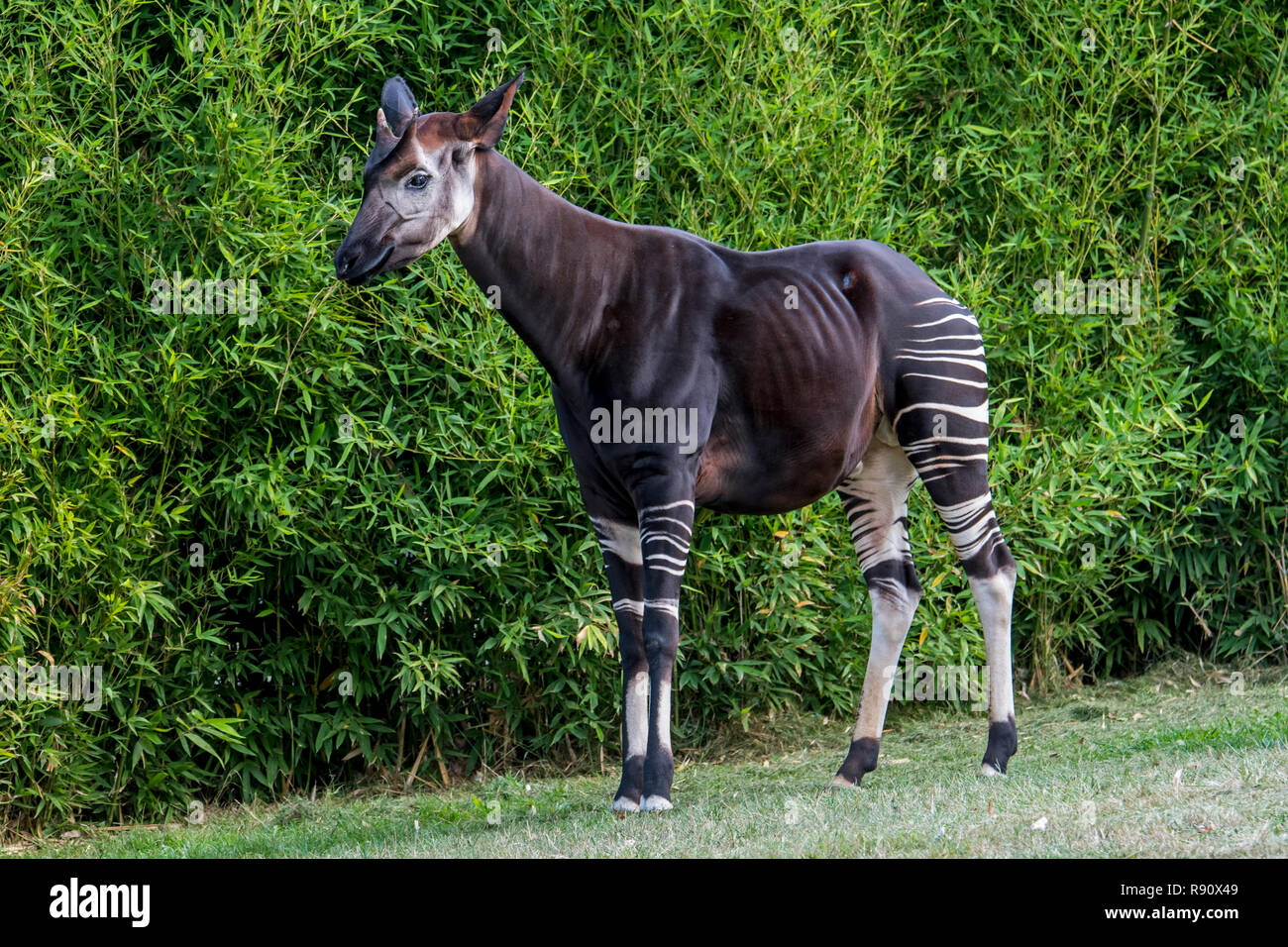L'Okapi (Okapia johnstoni) indigène au Congo en Afrique Centrale Banque D'Images