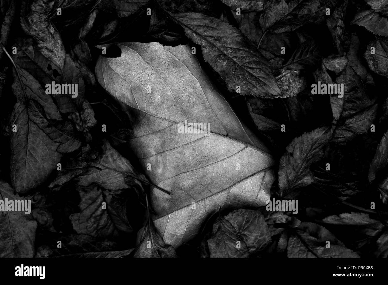 L'automne feuille d'érable sur les modèles avec la nature morte Banque D'Images