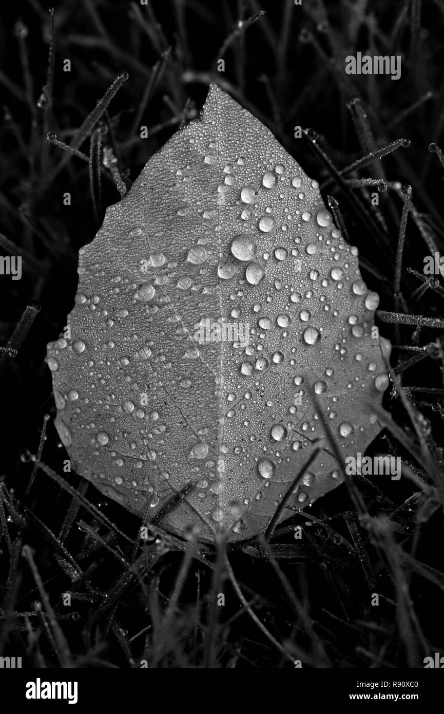 Close-up of birch leaf avec gouttes de rosée de lumière tôt le matin Banque D'Images
