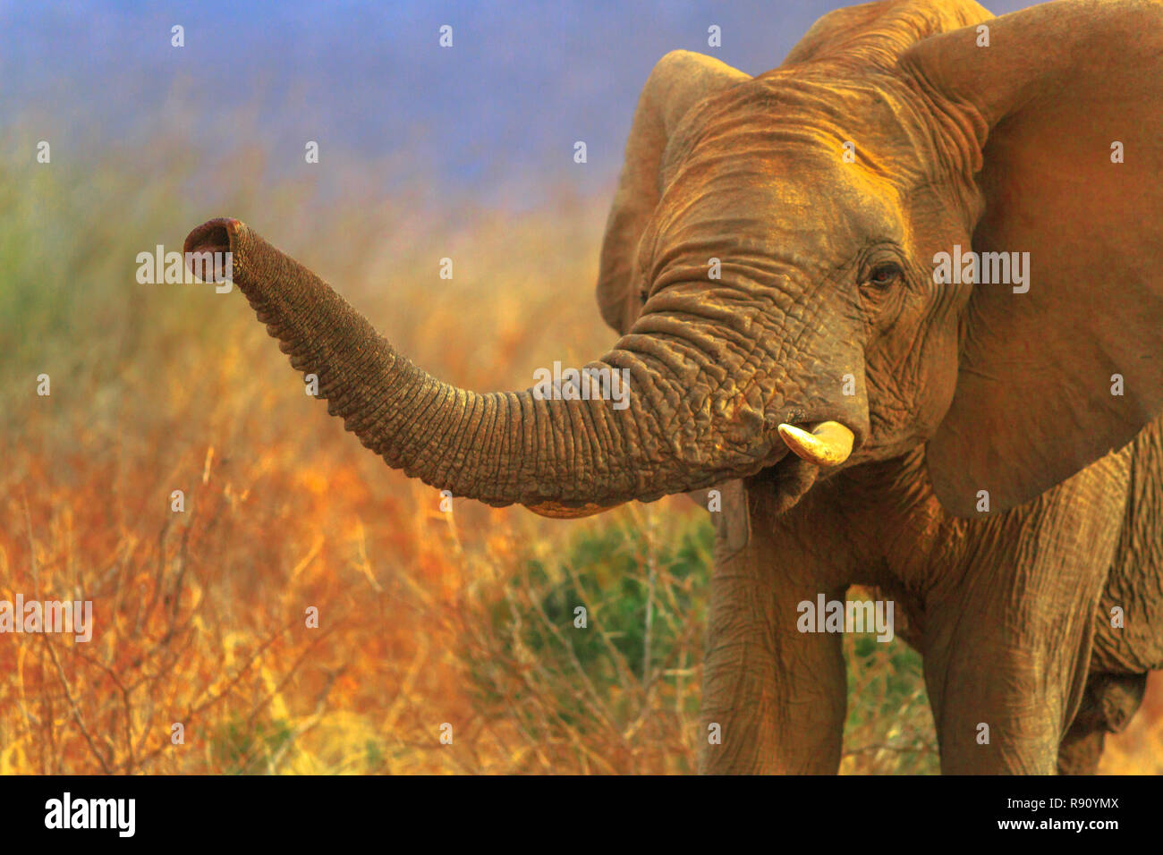 Portrait de l'éléphant africain, Loxodonta, dans la savane. Safari Safari à Madikwe Game Reserve, Afrique du Sud. Arrière-plan flou en saison sèche. L'éléphant africain fait partie des Big Five. Copier l'espace. Banque D'Images