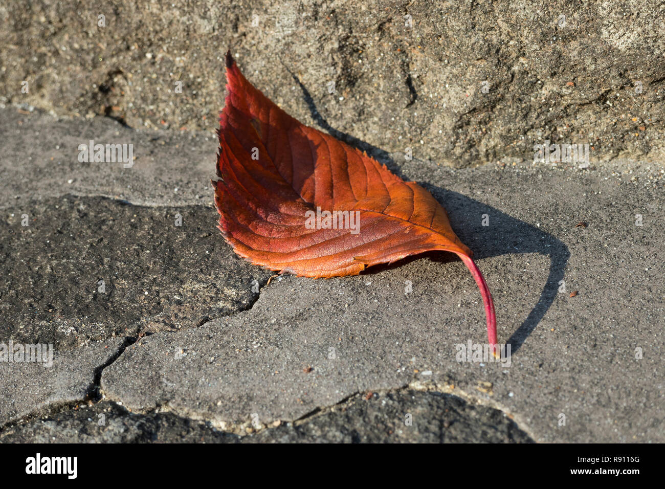 Unique à partir de feuilles d'automne tombées le hêtre sur le chemin Banque D'Images