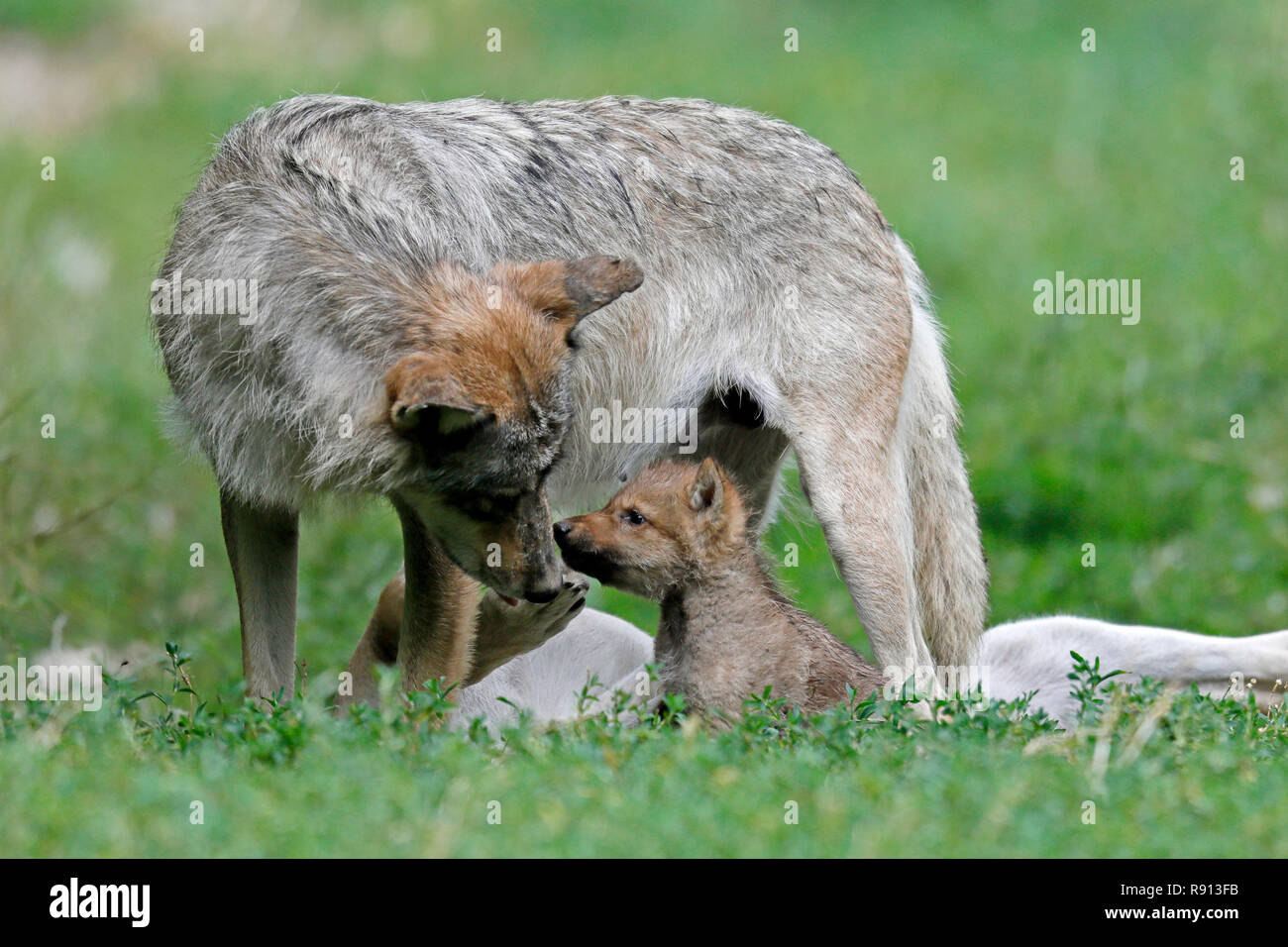 Le loup de l'Est (Canis lupus lycaon) avec un chiot, captive Banque D'Images