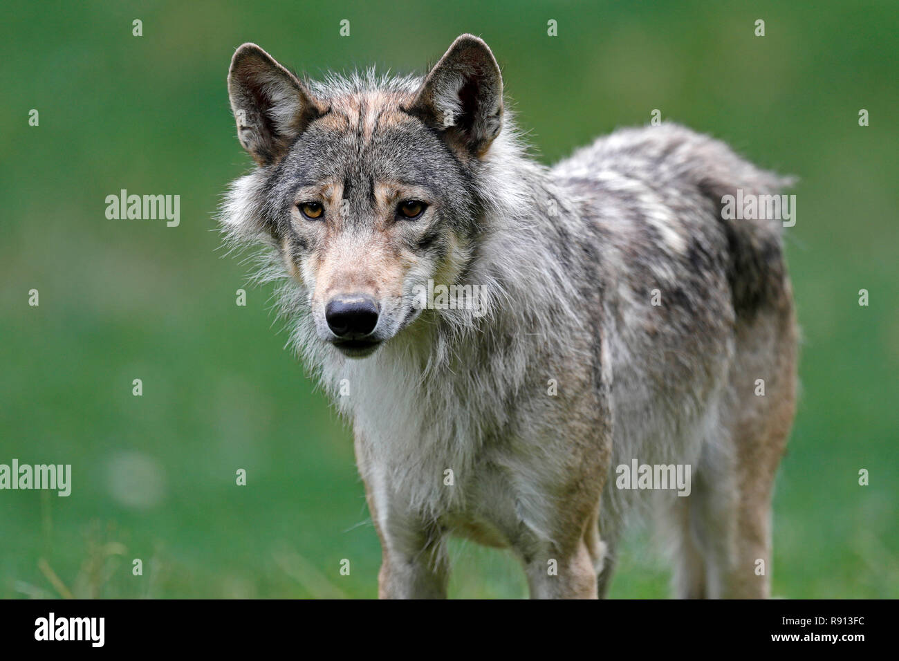Le loup de l'Est (Canis lupus lycaon) debout sur un pré, captive Banque D'Images