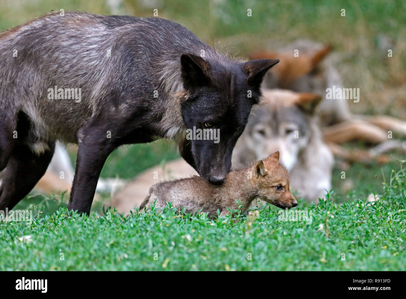 Le loup de l'Est (Canis lupus lycaon) avec un chiot, captive Banque D'Images