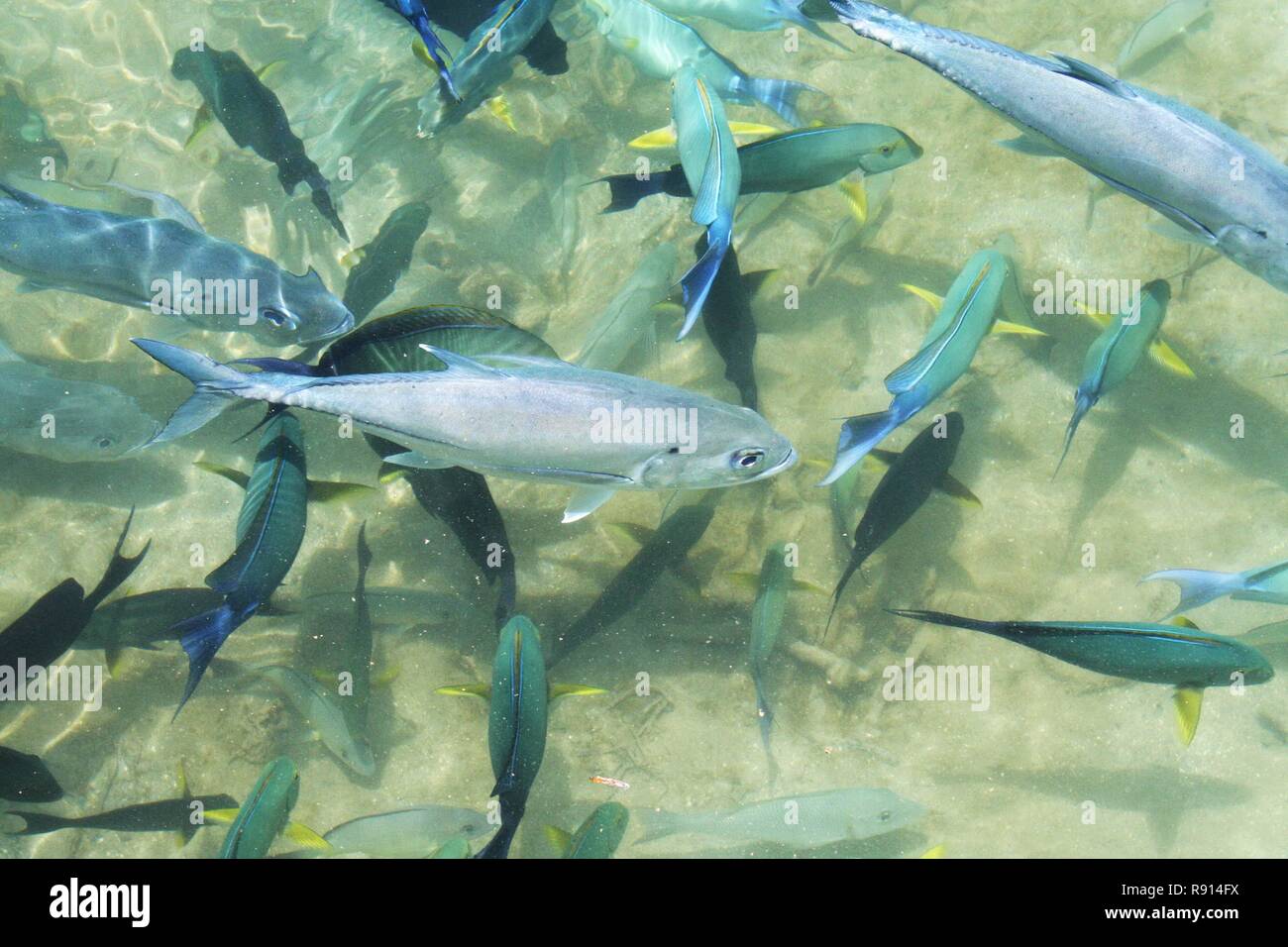 Le poisson en surface, lagon de Chuuk, Micronésie Banque D'Images