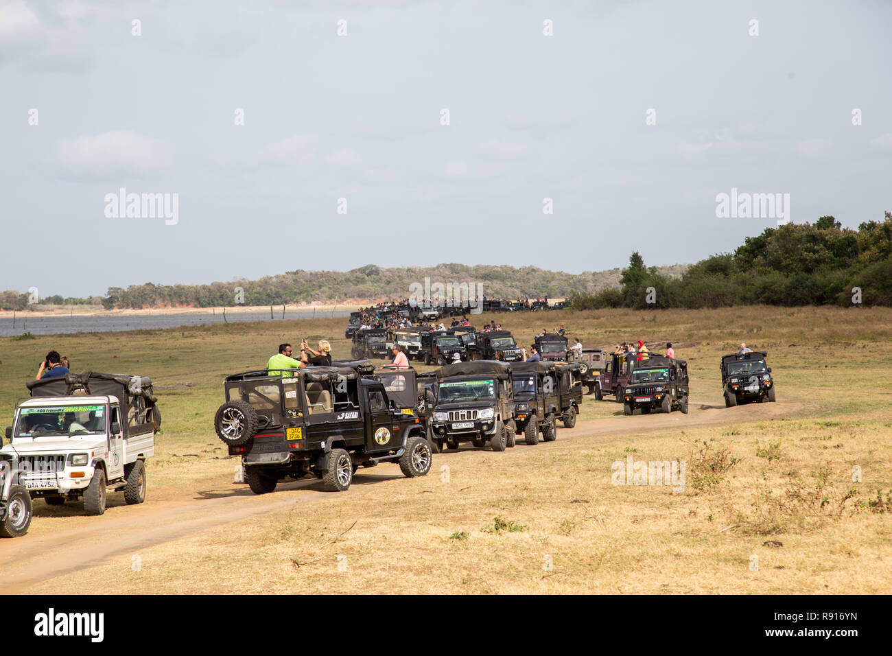 Jeeps dans le Parc National de Kaudulla, Sri Lanka Banque D'Images