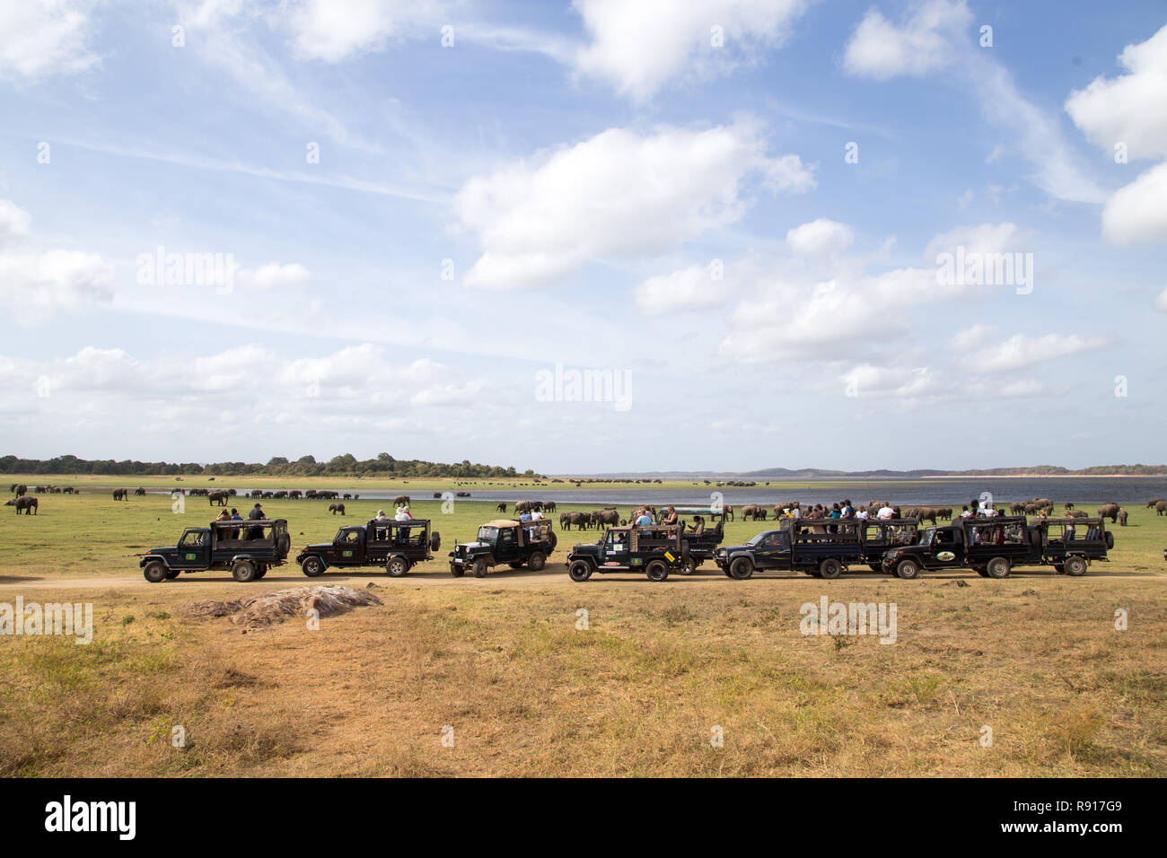 Jeeps dans le Parc National de Kaudulla, Sri Lanka Banque D'Images