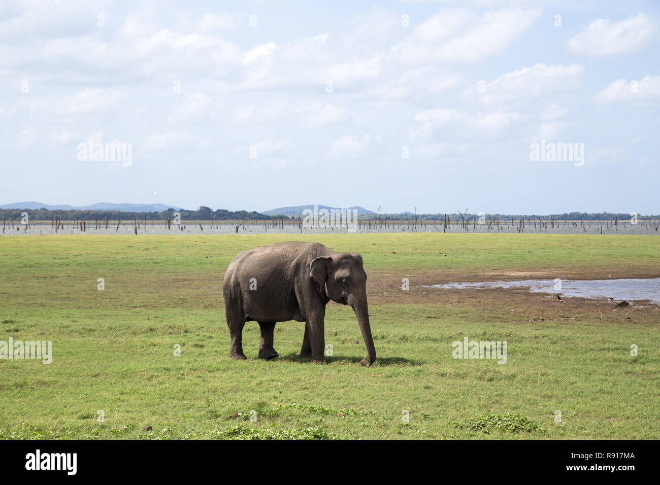 L'éléphant au parc national de Kaudulla, Sri Lanka Banque D'Images