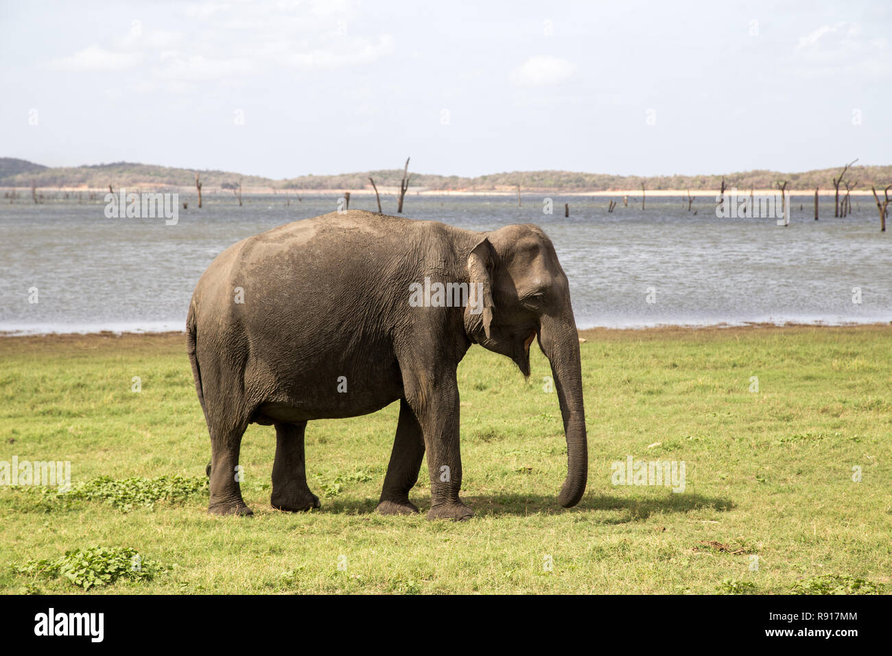 L'éléphant au parc national de Kaudulla, Sri Lanka Banque D'Images