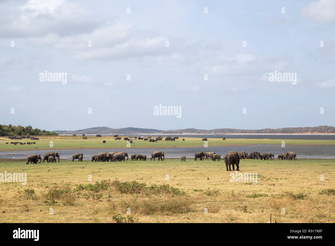 Troupeau d'éléphants dans le Parc National de Kaudulla, Sri Lanka Banque D'Images