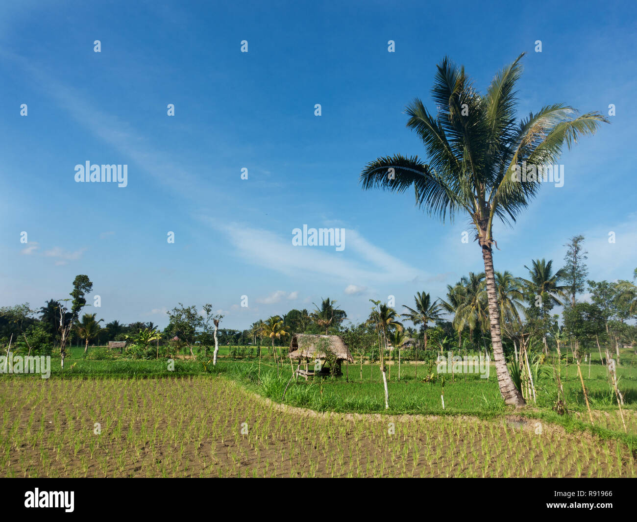 Champs de riz autour de la zone de Tetebatu à Lombok Banque D'Images