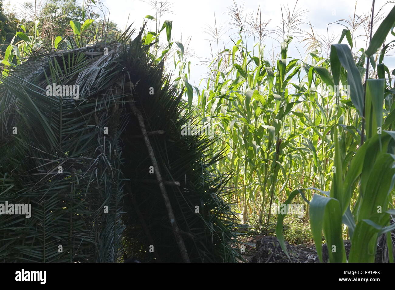 Une hutte faite de feuilles de palmier utilisées par les agriculteurs tout en protégeant leur récolte de maïs à partir de l'Ouganda, les babouins maraudeurs Banque D'Images