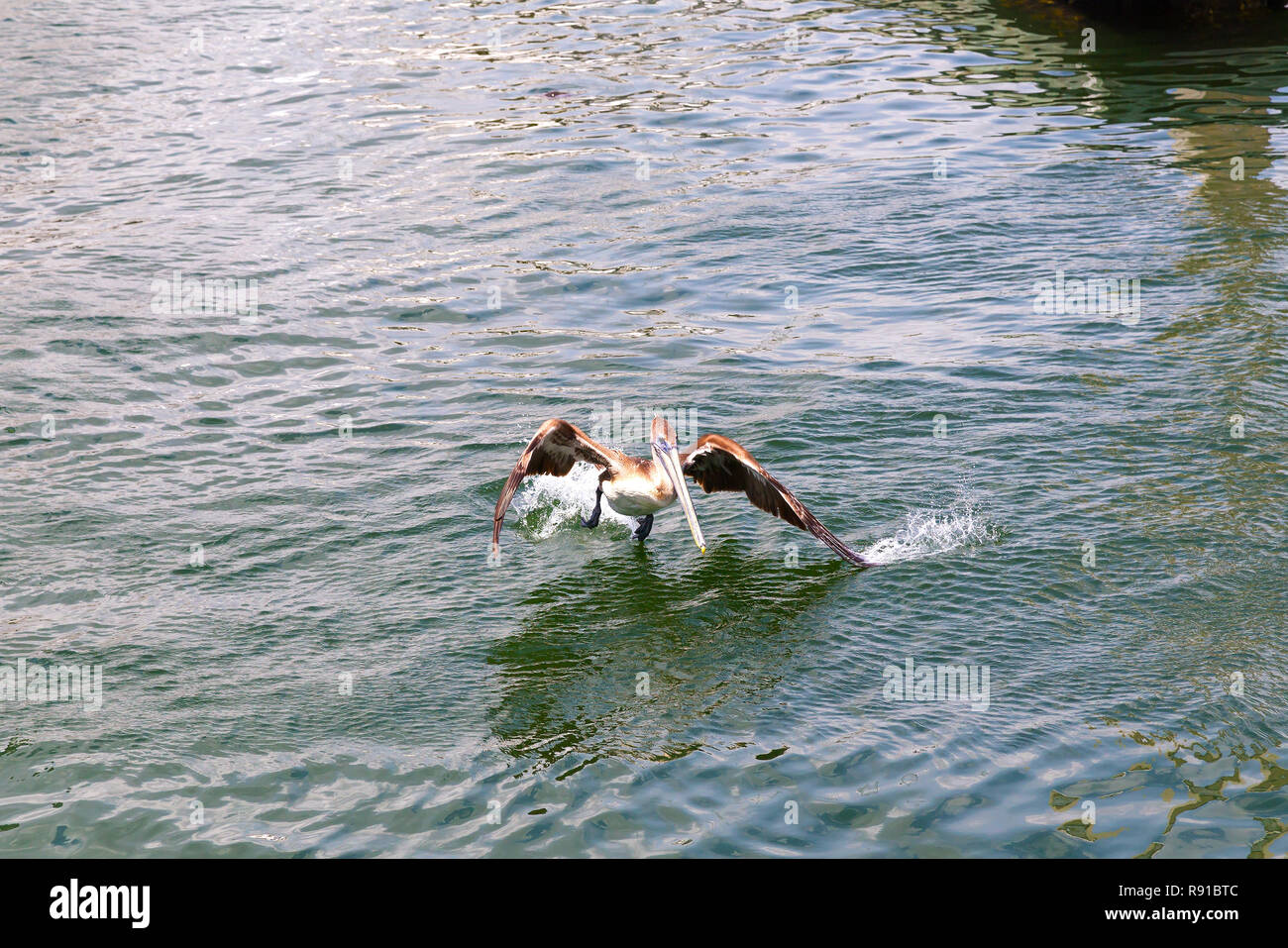 Biscayne Bay Pelican sur le point de décoller. Pelican est exécuté sur la surface de l'eau. Banque D'Images