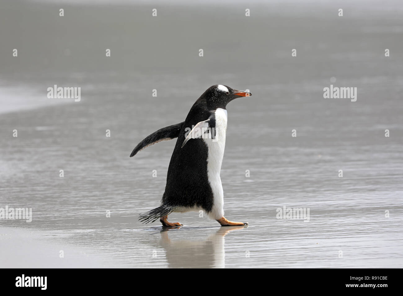 Un pingouin s'exécute dans le surf sur la plage peu profonde dans le cou sur Saunders Island, Îles Falkland Banque D'Images