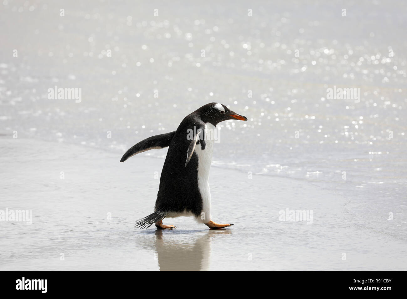 Un pingouin s'exécute dans le surf sur la plage peu profonde dans le cou sur Saunders Island, Îles Falkland Banque D'Images