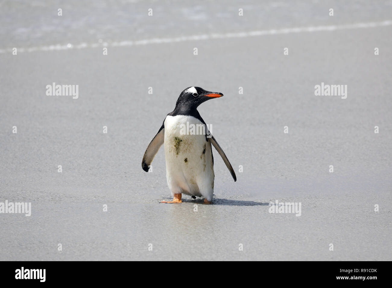 Un pingouin est debout dans le surf sur la plage peu profonde dans le cou sur Saunders Island, Îles Falkland Banque D'Images