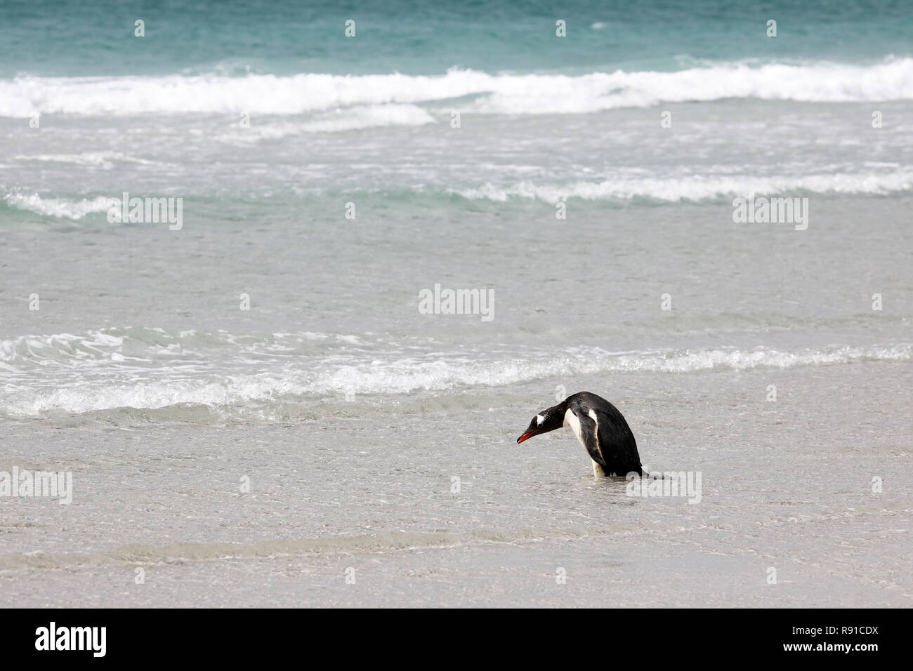 Un pingouin est debout dans le surf sur la plage peu profonde dans le cou sur Saunders Island, Îles Falkland Banque D'Images
