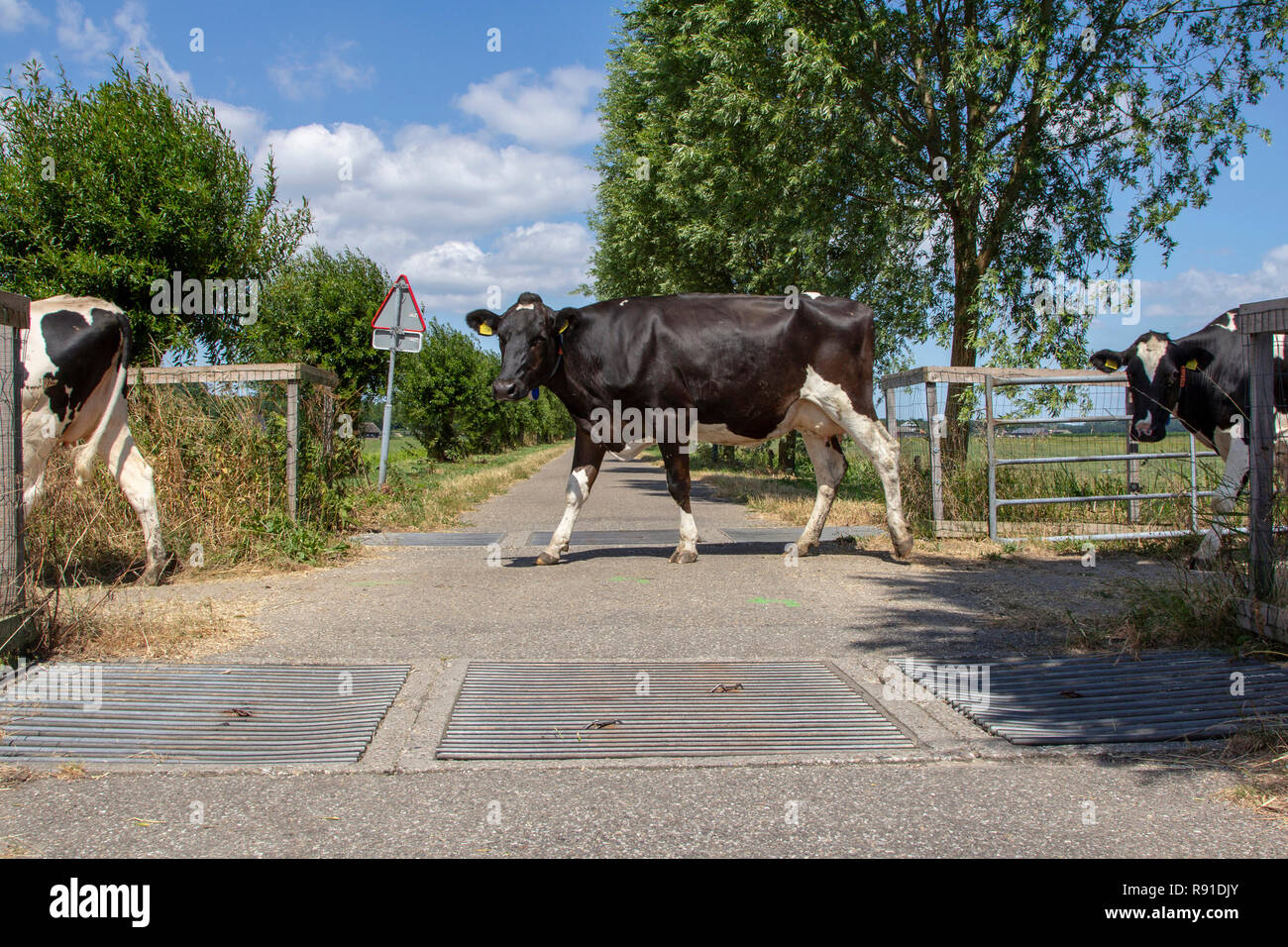 Vaches dans une ligne passant les grilles avec Bétail Arbres et nuages dans le fond de ciel bleu. Banque D'Images
