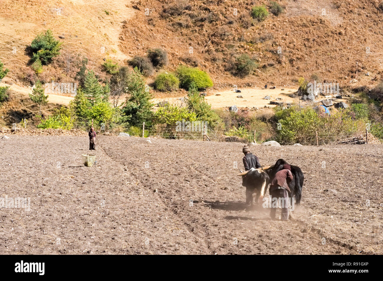 Méthodes de labour labour traditionnelles /dans le Népal Himalaya Banque D'Images