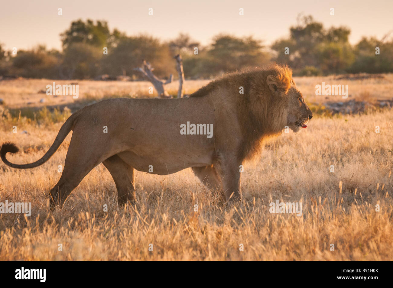 Grand mâle lion tôt le matin Banque D'Images