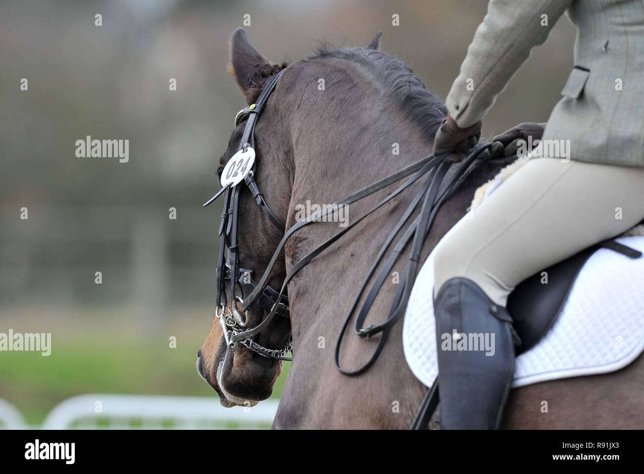 Marron foncé. mors cheval de dressage 24. Les numéros de dressage. L'abstrait. 08/12/2018. Banque D'Images