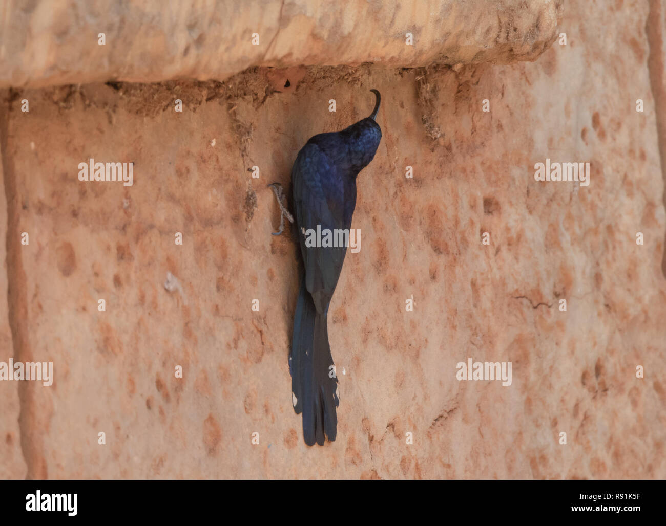 (Rhinopomastus cyanomelas Common Scimitarbill) Banque D'Images