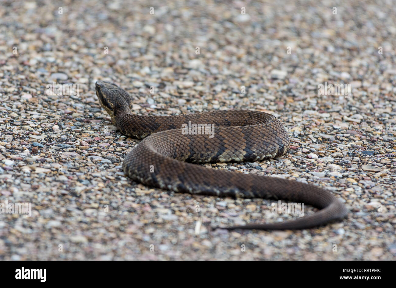 Serpent Agkistrodon Cottonmouth (piscivores), une espèce de pit viper venimeuse trouvés en SE de l'United States. Aransas National Wildlife Refuge, Texas, USA. Banque D'Images