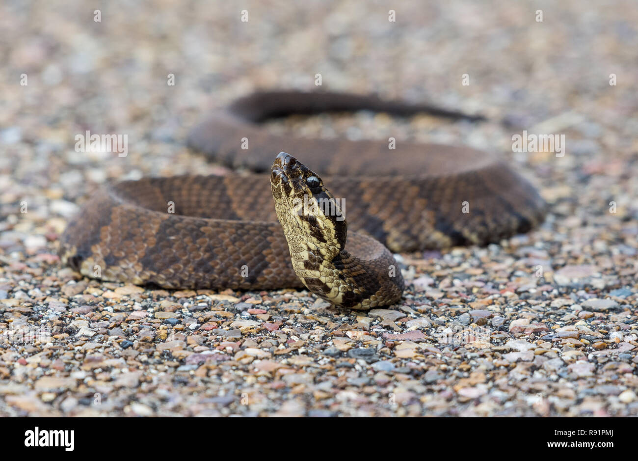 Serpent Agkistrodon Cottonmouth (piscivores), une espèce de pit viper venimeuse trouvés en SE de l'United States. Aransas National Wildlife Refuge, Texas, USA. Banque D'Images