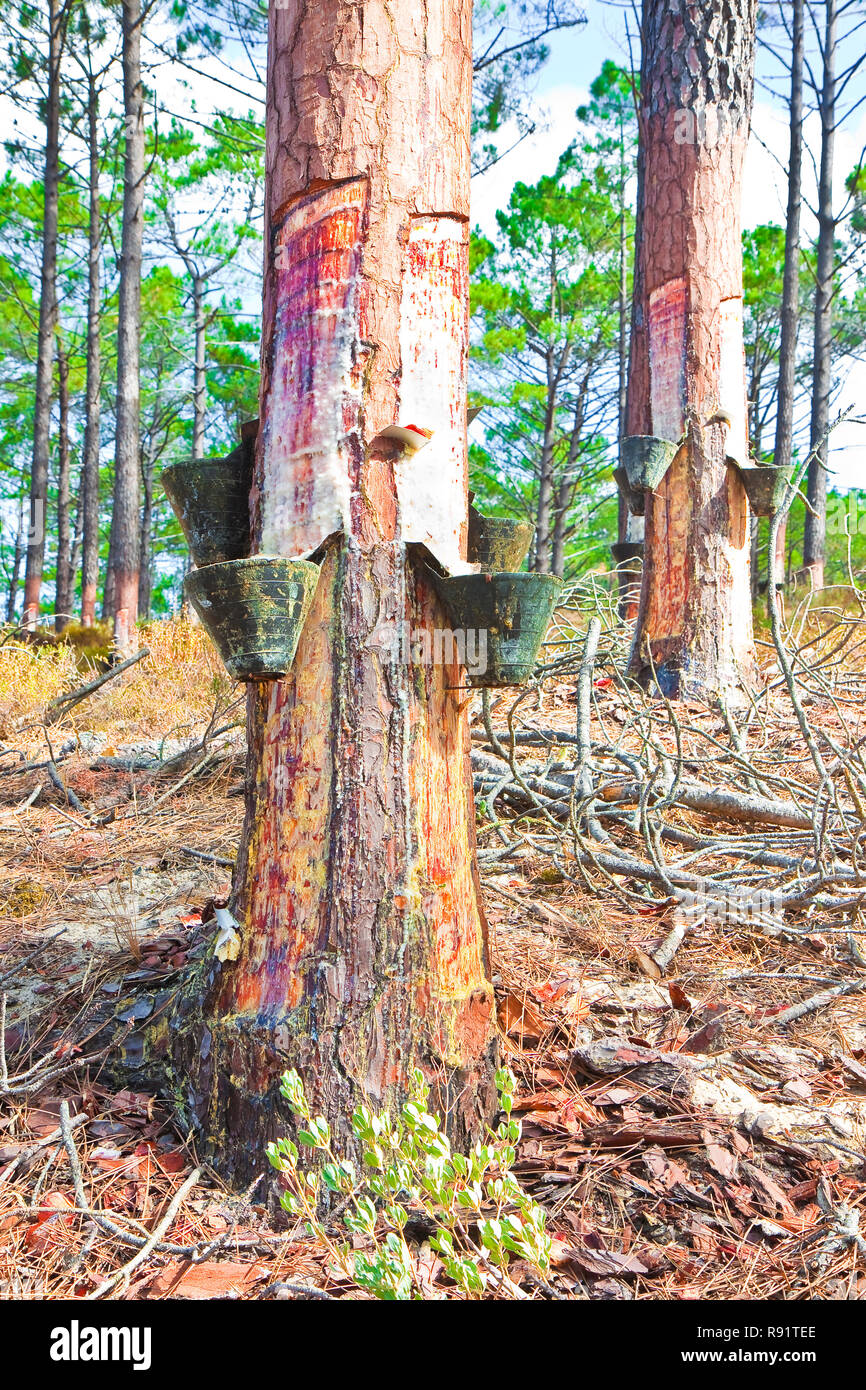 Extraction de la résine de pin sur le tronc des arbres (Europe Portugal). La résine est