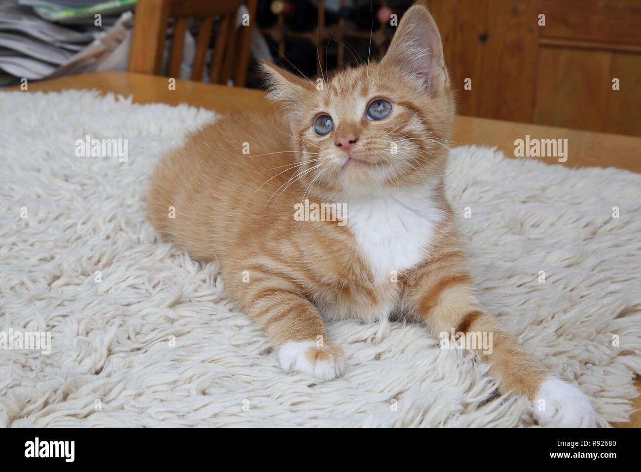 Portrait de chaton blanc et gingembre Banque D'Images